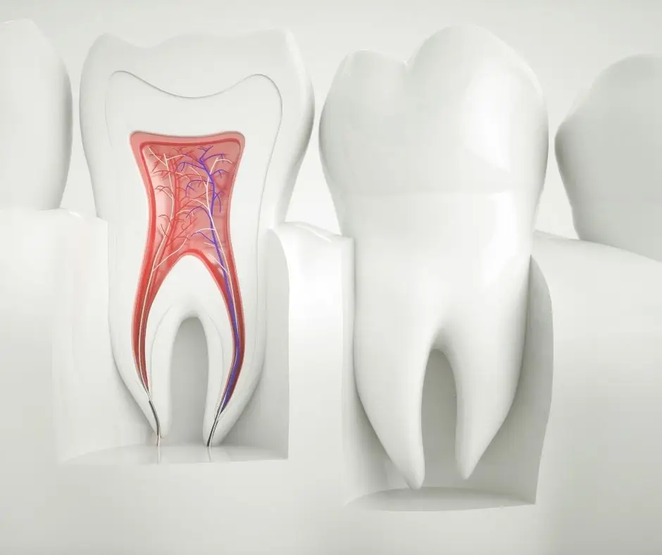 root canal anatomy